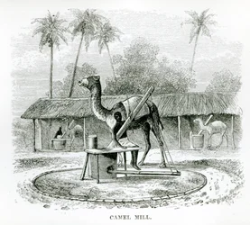 Camel Mill, from 